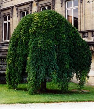 Sophora japonica pendula